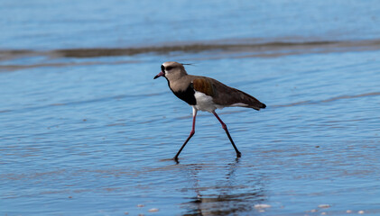 Photograph of a Southern lapwing.	
