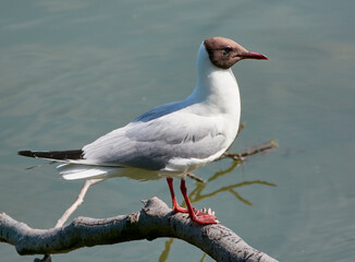 Fototapeta premium seagull on the brench