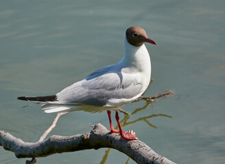 Fototapeta premium seagull on the brench