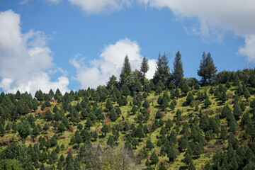 plantaci&oacute;n de arboles de navidad