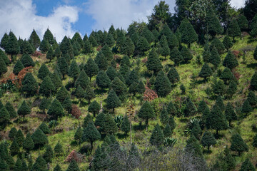 plantaci&oacute;n de arboles de navidad