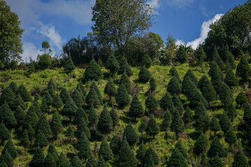 plantaci&oacute;n de arboles de navidad