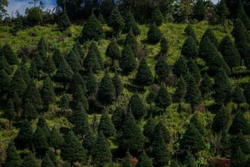 plantaci&oacute;n de arboles de navidad