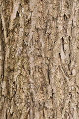 Bark of tree. Seamless brown tree bark texture