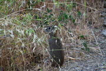 hare