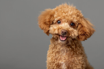 Head shot of a brown toy poodle dog looking at the camera on a gray studio background