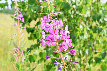 beautiful plant Ivan-tea (Epilobium angustifolium)
