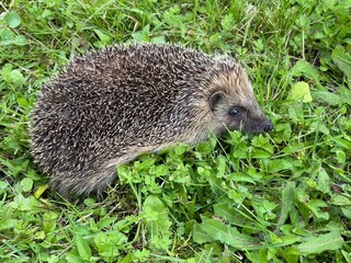 hedgehog in the grass