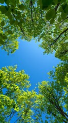 Fototapeta premium Green Leaves Framing a Blue Sky on a Sunny Day backdrop