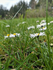 Daisies on a spring meadow in close-up