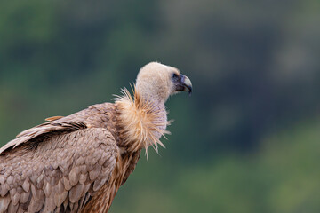 portrait of a vulture close up