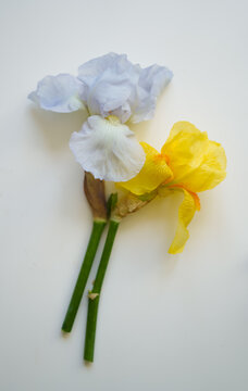Yellow and purple iris, close-up on light background