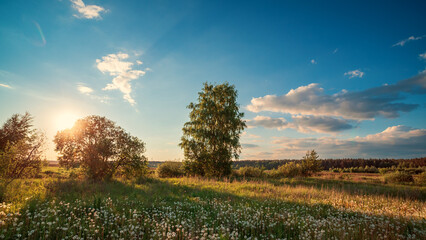 Field of dandelions at sunset. Summer landscape.