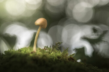 Detail of mushrooms from ground view with large blurs of the background