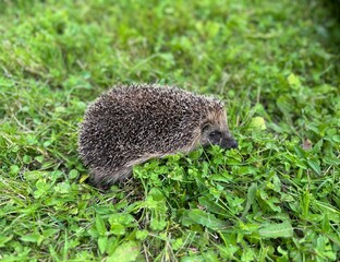 hedgehog in the garden