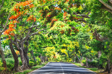 Exotic blooming tropical tree flamboyant with red flowers. Flame trees along the road. Mauritius island, Africa