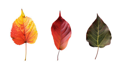 Obraz premium leaves isolated on white background