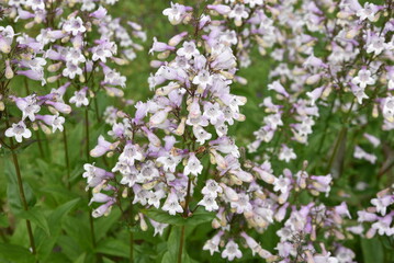 Penstemon laevigaus au printemps au jardin