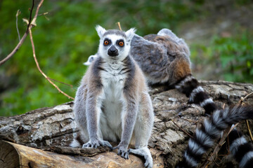 A lemur sits on a tree branch.
Lemur siedzi na gałęzi drzewa.