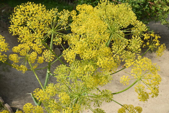 Thapsia villosa en fleurs au printemps
