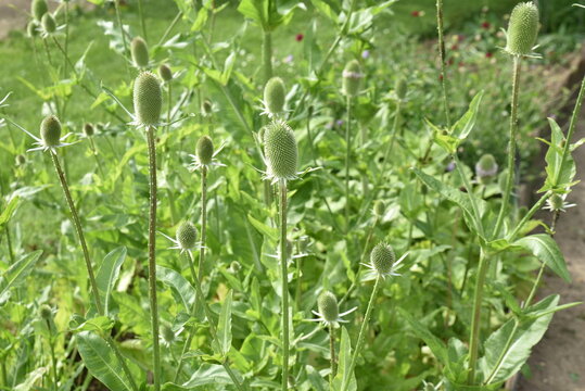 Dipsacus sativus au printemps au jardin