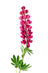 Red lupine flower isolated on white background. Bunch of colorful lupines, spring flower.