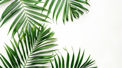 Fototapeta premium Vibrant green palm leaves on pristine white background, minimalistic and fresh Perfect for modern and tropicalthemed imagery