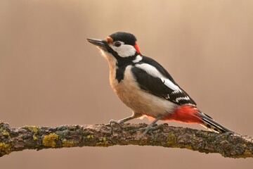 Great spotted woodpecker Dendrocopos major bird songbird wildlife nature predator cock o the north, beautiful animal mountain finch, animal, bird watching ornithology, flower bud fauna wildlife Europe