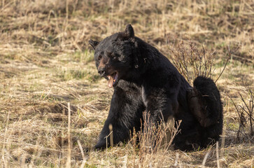 Fototapeta premium Black Bear in Yellowstone National Park Wyoming in Springtime