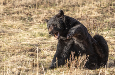 Black Bear in Yellowstone National Park Wyoming in Springtime