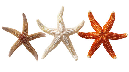 starfish isolated on white background