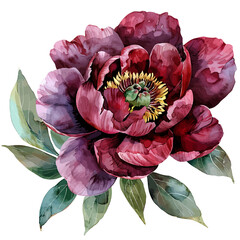 watercolor burgundy peony clipart for graphic resources on white background © Rocky Graphics