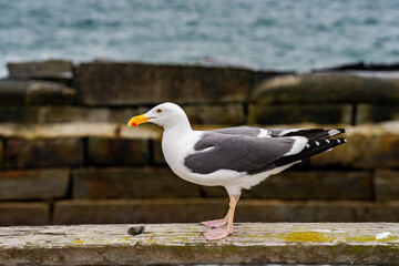 seagull standing on the pier 