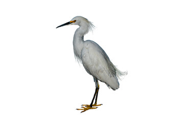 Snowy Egret (Egretta thula) Photo, Showing its Feathers, on a Transparent PNG Background