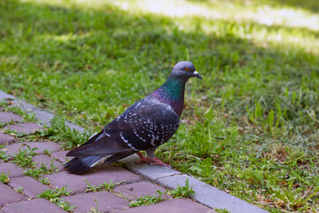 A colorful pigeon in the park