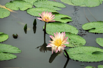 View of the waterlily on the pond after rain