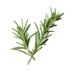 Fototapeta premium Fresh Rosemary Sprigs on Isolated Background for Culinary. Organic Rosemary Herb for Cooking