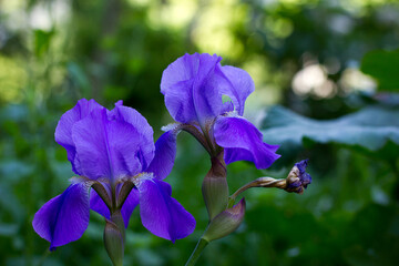 Iris - spring guests