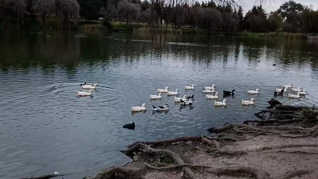 patos en lago