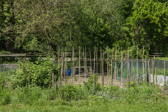 beanstalks in the vegetable garden