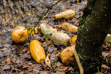 rotting zucchini in a flooded vegetable garden
