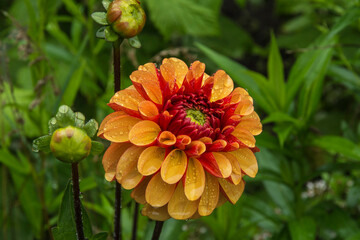 orange dahlias blooming in the city garden © henkbouwers