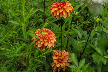 orange dahlias blooming in the city garden © henkbouwers
