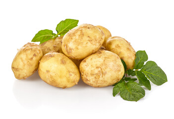 Potatoes with green leaves. Ripe harvest of fresh grown potato vegetables isolated on white background