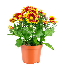Chrysanthemum flowers with green leaves in pot isolated. PNG.