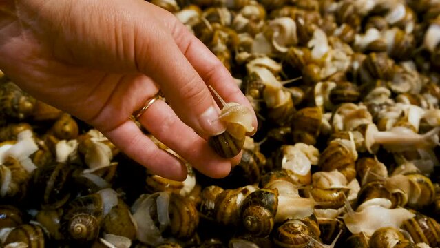 many snails on the farm in hands. Selective focus.