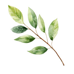 Obraz premium Watercolor illustration of branch with green leaves isolated