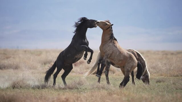 Wild Horses sparing with each other in slow motion in the Utah desert.