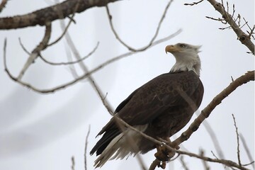 Bald Eagle on a branch, Eagle Portrait 