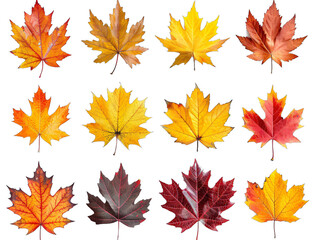 Fototapeta premium Colorful leaves close-up on black background